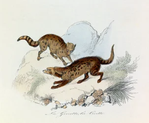 Illustration from the book 