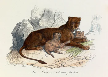 Illustration from the book 