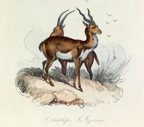 Illustration from the book 