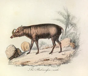 Illustration from the Book 