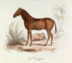 Illustration from the Book 