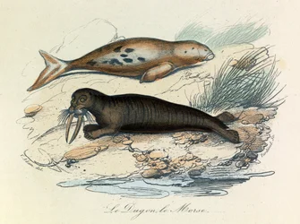 Illustration from the book 