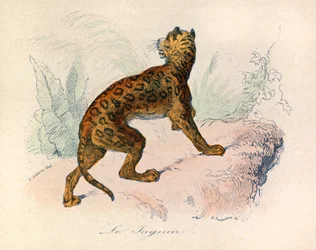 Illustration from the Book 