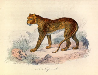 Illustration from the Book 
