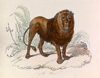 Illustration from the book 