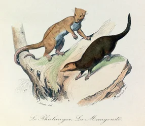 Illustration from the Book 