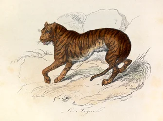 Illustration from the book 
