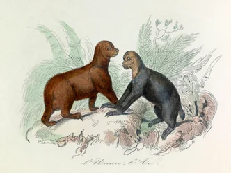 Illustration from the Book 