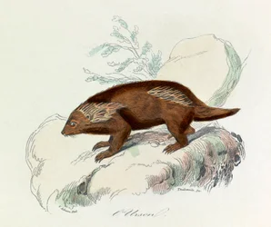 Illustration from the book 