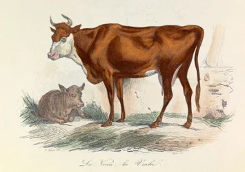 Illustration from the Book 