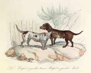 Illustration from the Book 