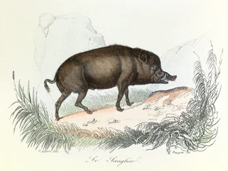 Illustration from the Book Complete Works of Buffon: The Animals: The Boar (engraving)