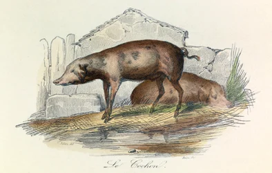 Illustration from the Book 