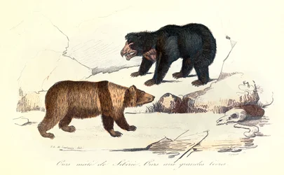 Illustration of Siberian male bear and bear with large lips, classified by Linnean and Cuvier