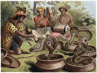 Indian Cobra - The Indian Cobra