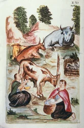Indian shepherds caring for cows, from the book "Trujillo del Peru" or "Códice Martínez Compañón", by Baltazar Martinez Compañón y Bujanda, bishop of Trujillo (1782-1785)