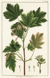 Italian maple, Acer opalus