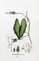Large Bindweed