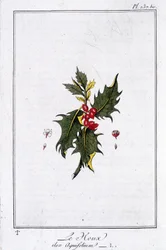 The Holly (Ilex Aquifolium) - in 