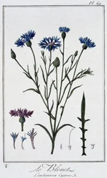 The Cornflower (Centaurea Cyanus) - in 