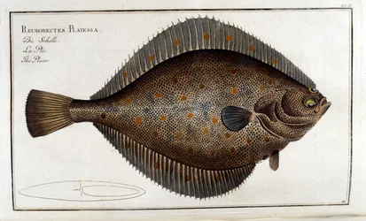 The turbot or Pleuronectes Platessa after Marc Elieser Bloch Ichtyologie Paris - Berlin - London 1787