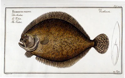 The turbot or Pleuronectes maximus after Marc Elieser Bloch Ichthyology Paris - Berlin - London 1787