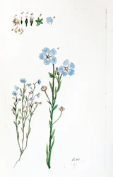 Linen