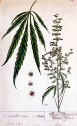 Male cannabis plant