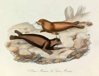 Marine Bear and Lion Classified by Linnaean Nomenclature and Cuvier