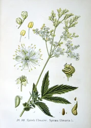Meadowsweet