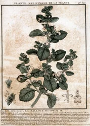 Medicinal plant from France: the fetid belotte