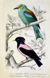 Natural History Plate: Birds: European Roller and Rose Starling - in 