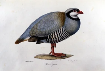 Natural history board representing a Greek partridge. 19th century engraving