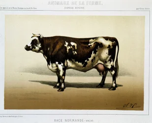 Norman cow