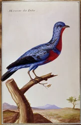 Ornithology: A Sparrow from the Indes
