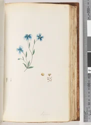 Page 100. Linum