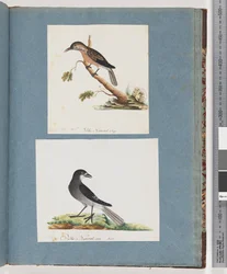 Page 103. Unidentified Bird. Honeyeater. Unidentified Bird