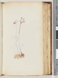 No inscription, drawing unfinished