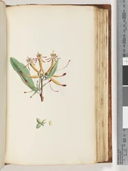Page 112. Unidentified plant