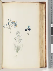 Page 114. Unnamed Flowering Plant