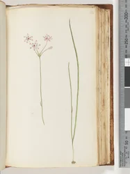 Page 118. Unidentified Plant