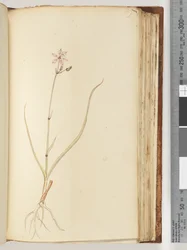No inscription, unfinished drawing, unidentified plant