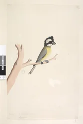 Crested Shrike Tit, 1791-92