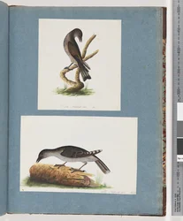 Page 123. Unidentified Bird. Unidentified Bird