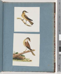 Page 125. Unidentified Bird. 126. Unidentified Bird