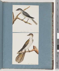 Page 127. Unidentified Bird. 128. Unidentified Bird
