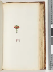 Page 128. Unidentified Plant