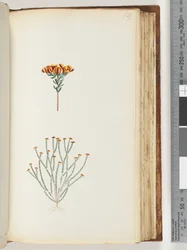 Page 129. Unidentified Plant
