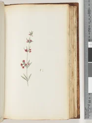 Unidentified plant