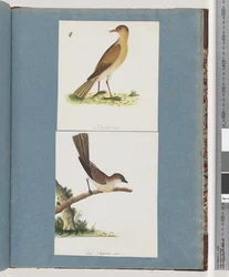 Page 131. Unidentified Bird. 132. Unidentified Bird
